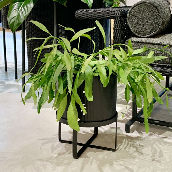 アイアンプランター ウィズブラックスタンド H31.5 | upstairs outdoor