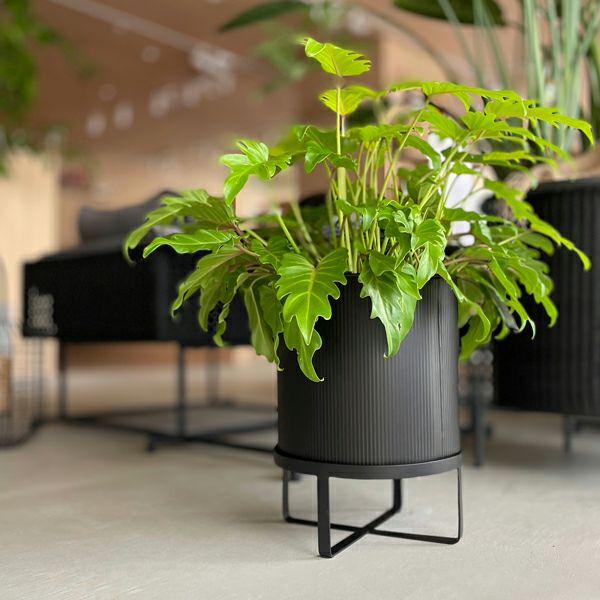 アイアンプランター ウィズブラックスタンド H31.5 | upstairs outdoor