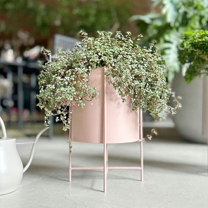 アイアンプランターウィズスタンド Ф22 ピンク | upstairs outdoor living